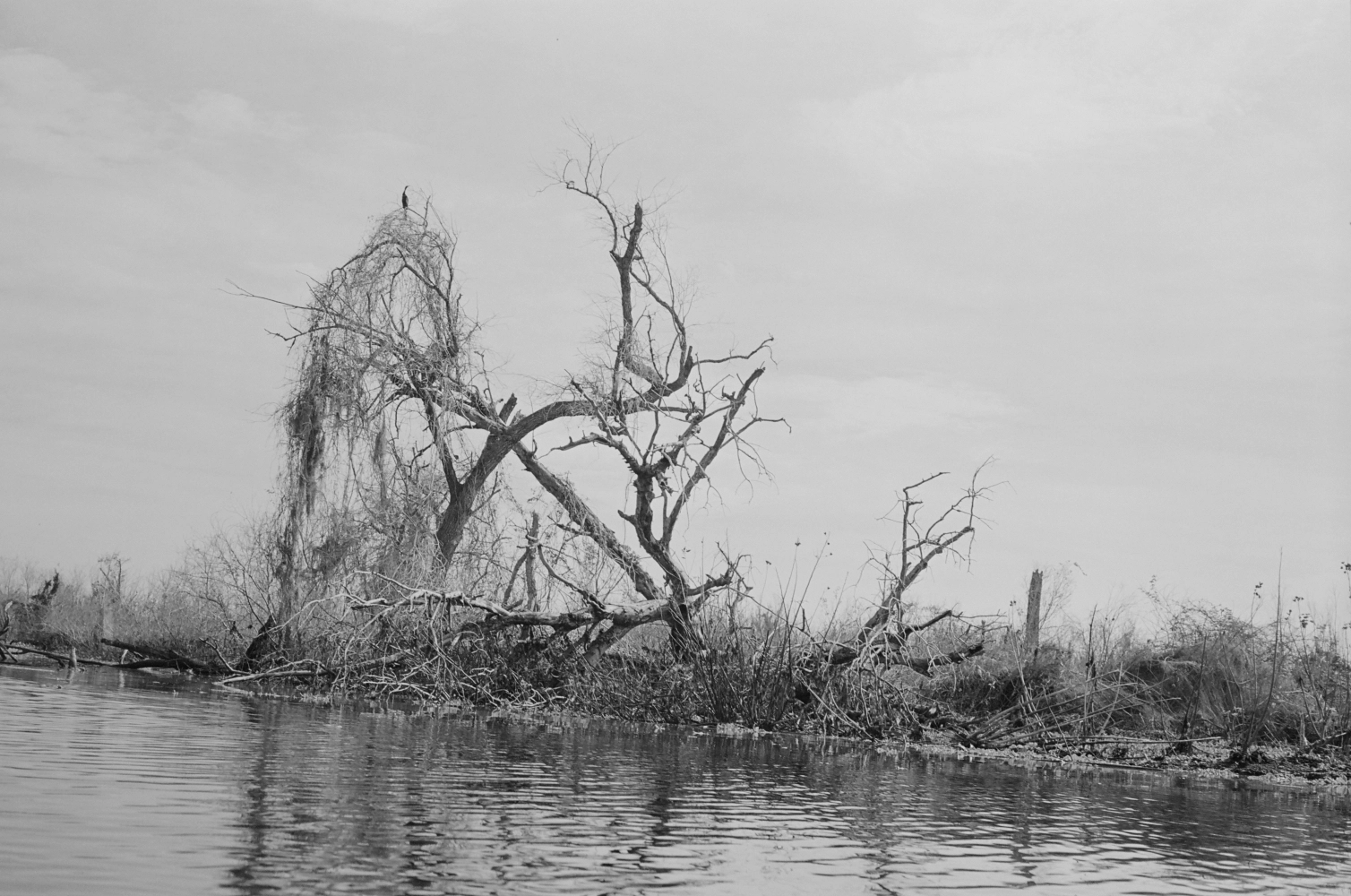 Florida - Ilford Xp Super