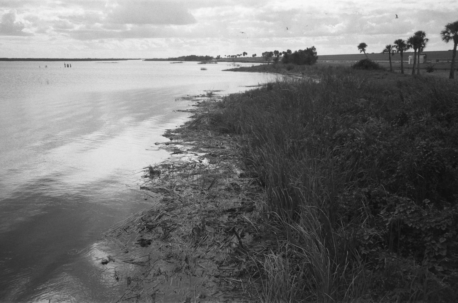 Florida - Img
