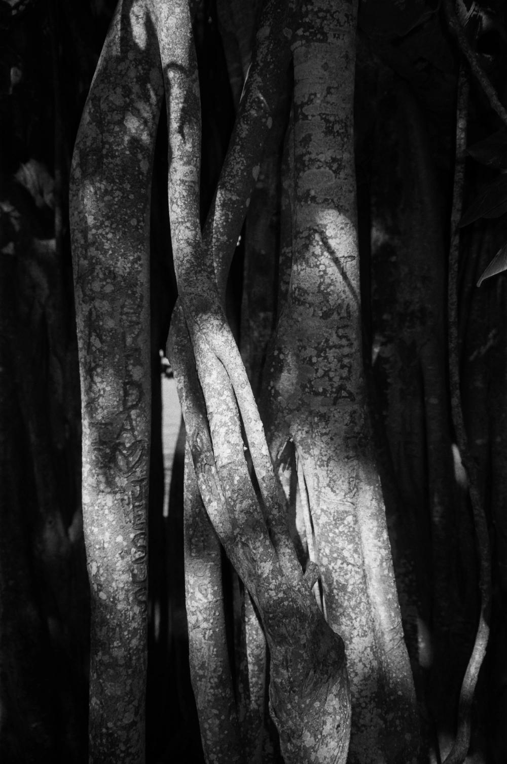 Florida - Kentmere